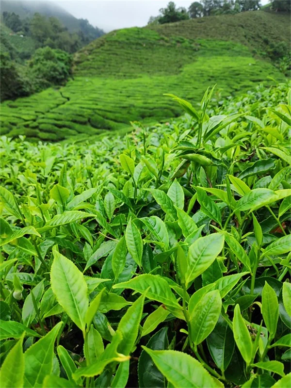 香りクラスタリングで害虫対策、効果が3倍に！実践者が教える方法