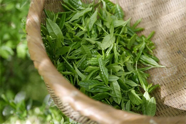 庭師推薦！高維護植物の価値ある品種とは？