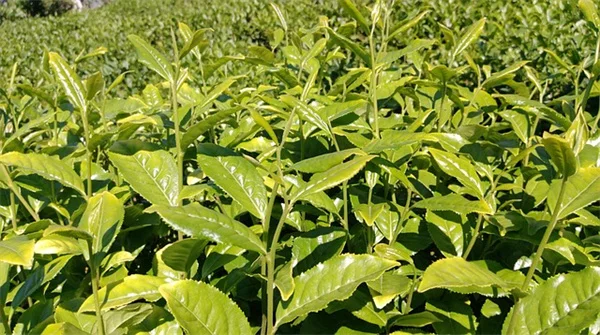 セージのコンパニオンプランツ：相性の良い組み合わせと避けるべき植物