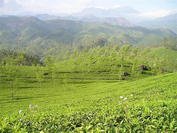 コーヒーかすが好きな植物7選｜正しい与え方と間違った使い方って知ってた？