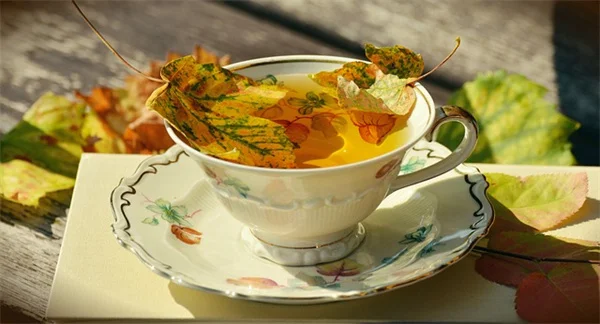 コーヒーかすが好きな植物7選｜正しい与え方と間違った使い方って知ってた？