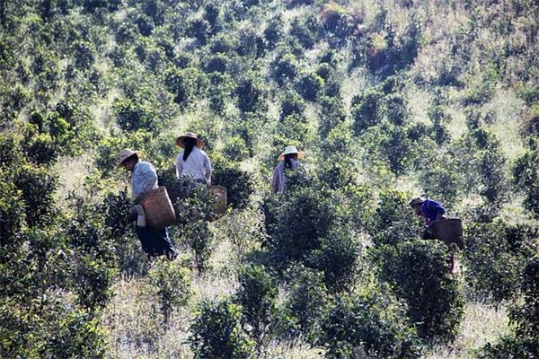 蜘蛛植物の水やり頻度は？【失敗しない実践ポイント】