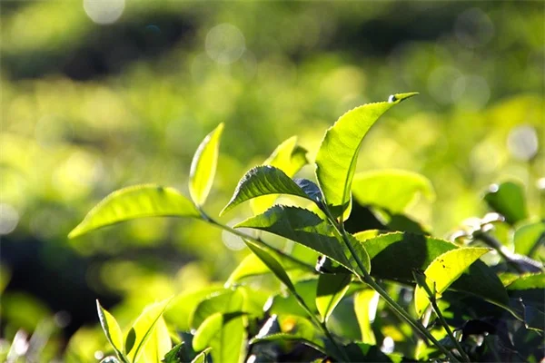 観葉植物で部屋を仕切る！実際に試した私のDIY方法と失敗しないコツ