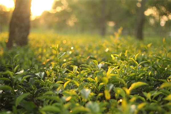 観葉植物で部屋を仕切る！実際に試した私のDIY方法と失敗しないコツ