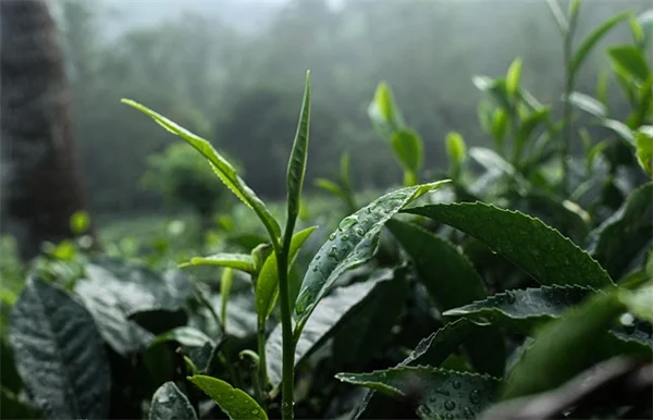 西海岸12月のガーデニングカレンダー：まだ植えられる5つのタスク